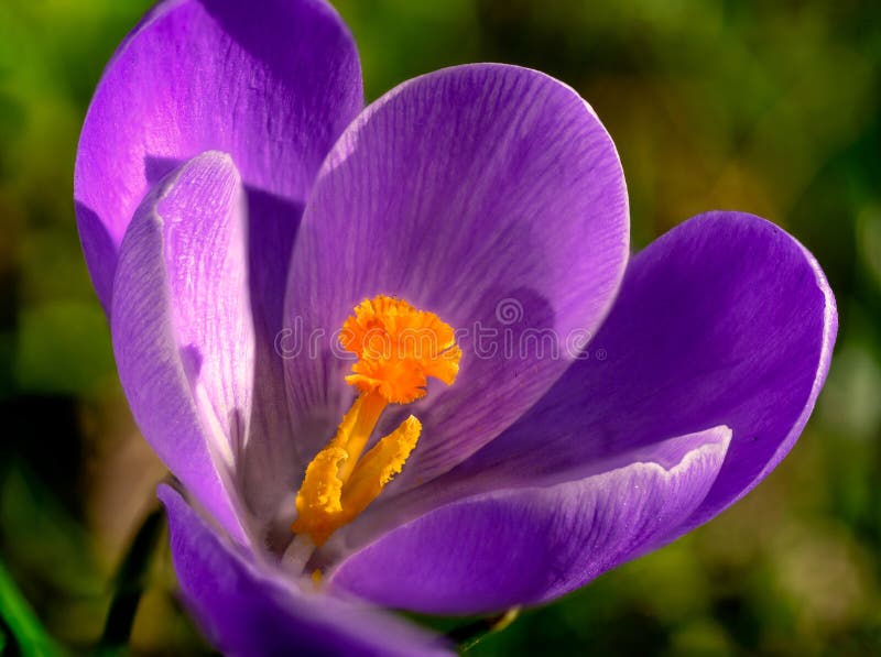Macrophotography of Pistil orange violet crocus in early spring royalty free stock photography Macrophotography of Pistil orange violet crocus in early spring royalty free stock photography