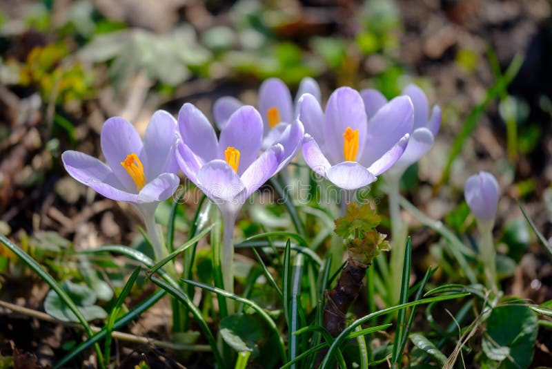 Flowering violet Crocuses under bright sunlight in early Spring forest. Flowering violet Crocuses under bright sunlight in early Spring forest.