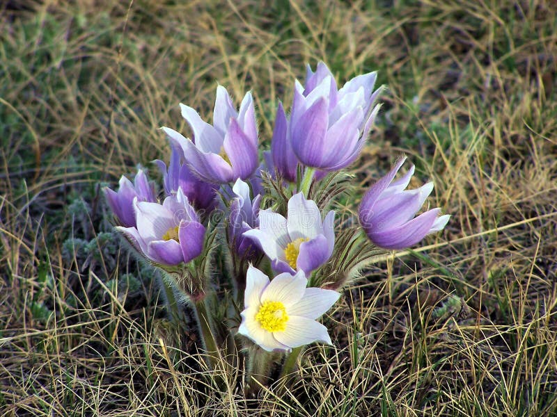 Wild Crocus Flowers.The picture was taken north of Brownlee, Saskatchewan. Crocuses are found only on native grasslands on the prairies that have never been cultivated. They appear in the spring in April and last about a week. They are particular little flowers as they will often fail to appear if the conditions are not right in any year. It is an 'event' when we find them as agriculture encroaches on the remaining native grasslands. Wild Crocus Flowers.The picture was taken north of Brownlee, Saskatchewan. Crocuses are found only on native grasslands on the prairies that have never been cultivated. They appear in the spring in April and last about a week. They are particular little flowers as they will often fail to appear if the conditions are not right in any year. It is an 'event' when we find them as agriculture encroaches on the remaining native grasslands.