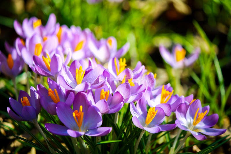 Crocuses stock photography