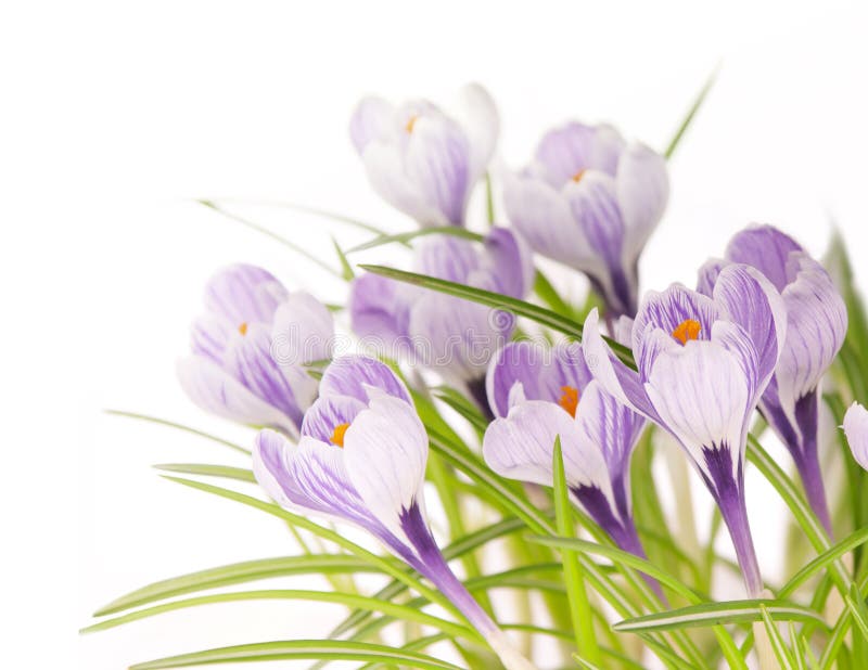 Crocuses