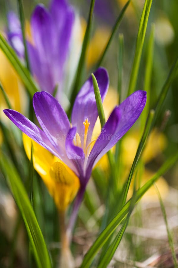 Crocuses