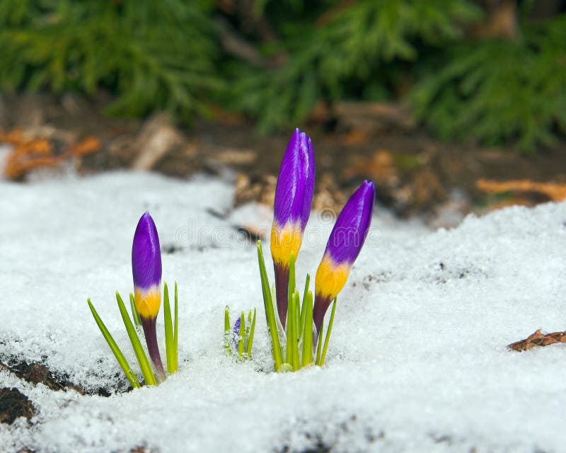 Crocuses