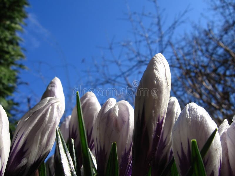 Crocuses