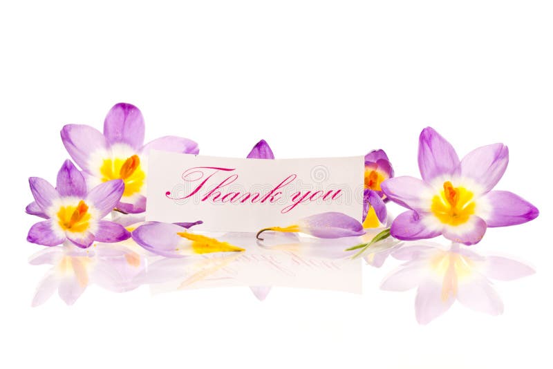 Crocuses with gratitude stock photo