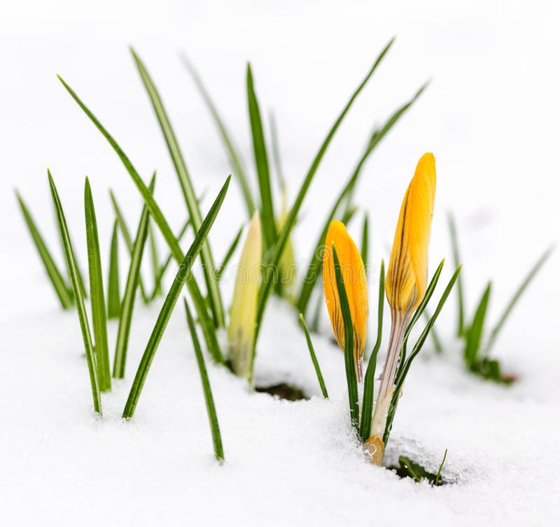 Tulip Leaves between Melting Snow in Spring Stock Photo Image of