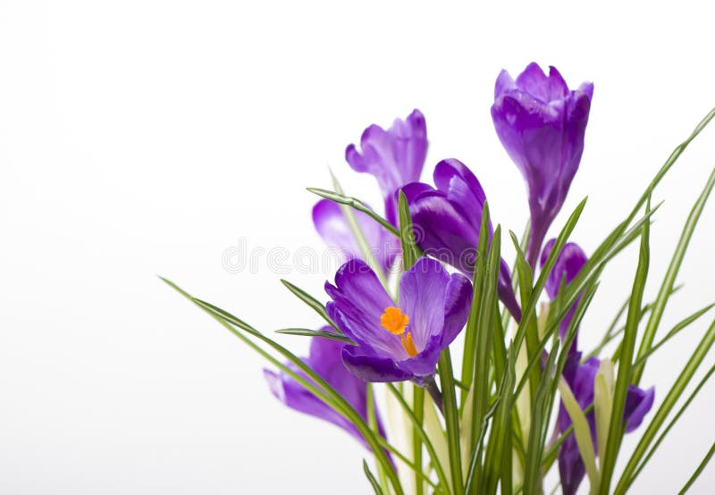 Crocuses stock photo. Image of floral, macro, flower - 30605668