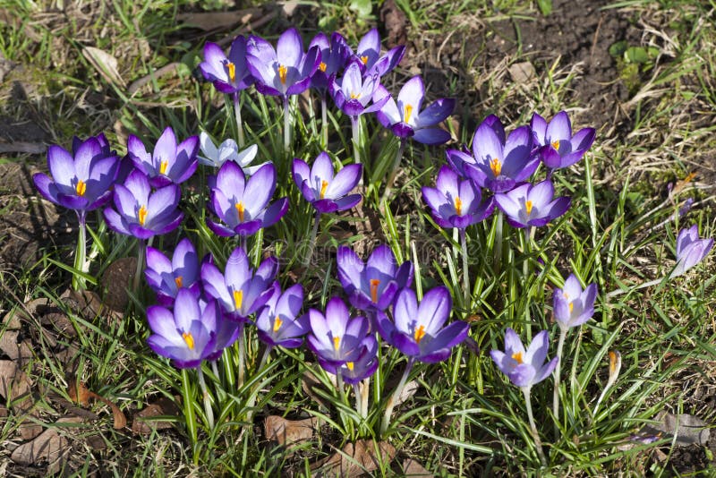 Crocuses, herald of spring, purple crocuses just opend in park
