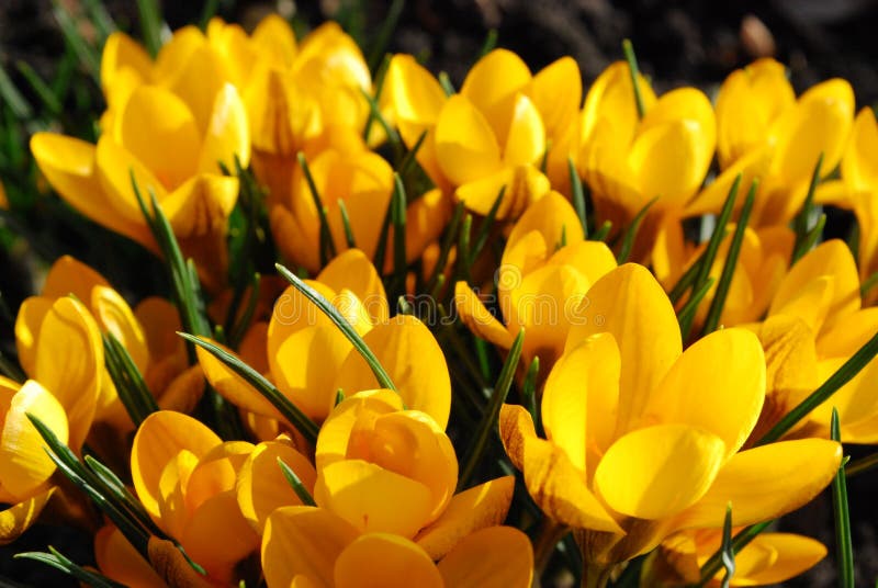 Crocuses royalty free stock photos