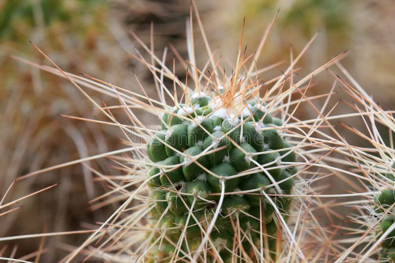 Croissance de cactus de longues épines images stock Croissance de cactus de longues épines images stock