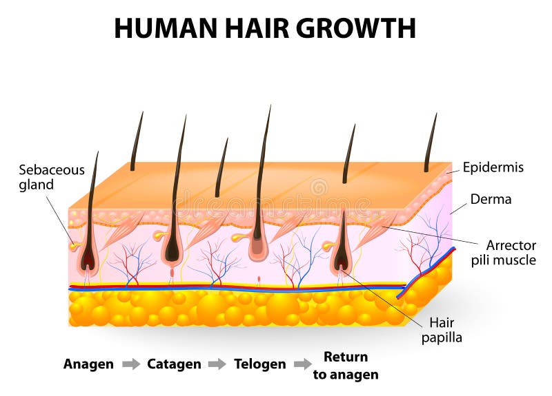 Croissance de cheveux illustration libre de droits Croissance de cheveux illustration libre de droits