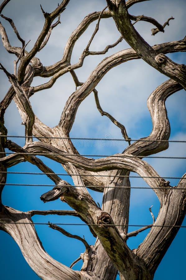 Crooked and Dry Tree with Branches without Leaves Stock Photo Image