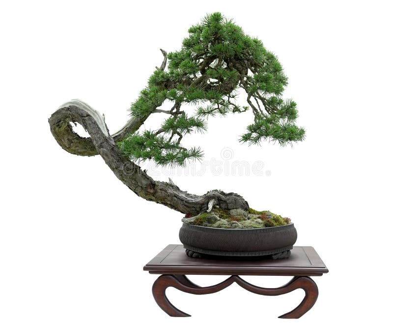 Scots Pine Bonsai Photos Free Royalty Free Stock Photos From Dreamstime