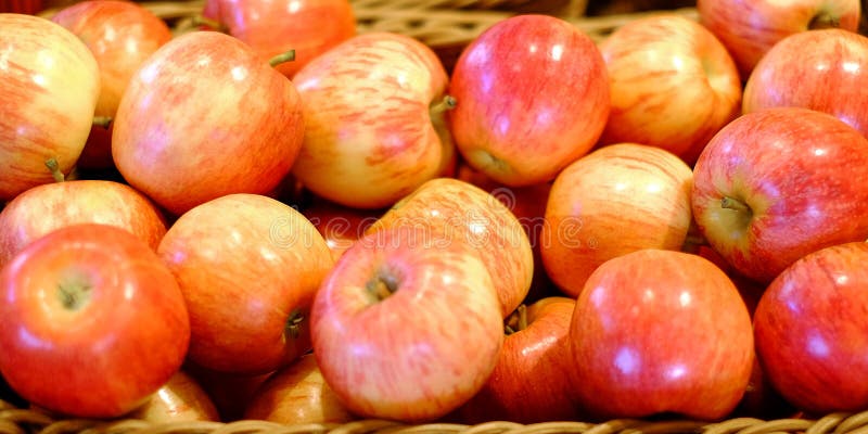 Crop of apples. Many typical ripe apples in a plastic box. Harvest this summer.