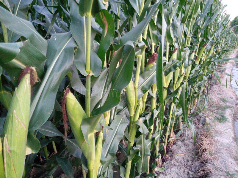 Crop of Corn/maize Fully Grown. Stock Image Image of agri, vegetable