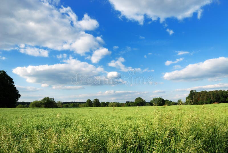 Crop field