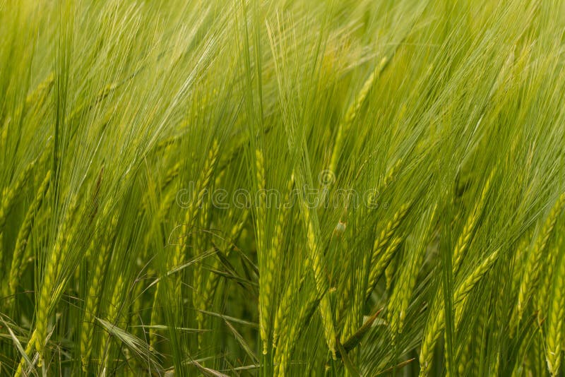A crop field of green wheat barley corn ears heads. A crop field of green wheat barley corn ears heads