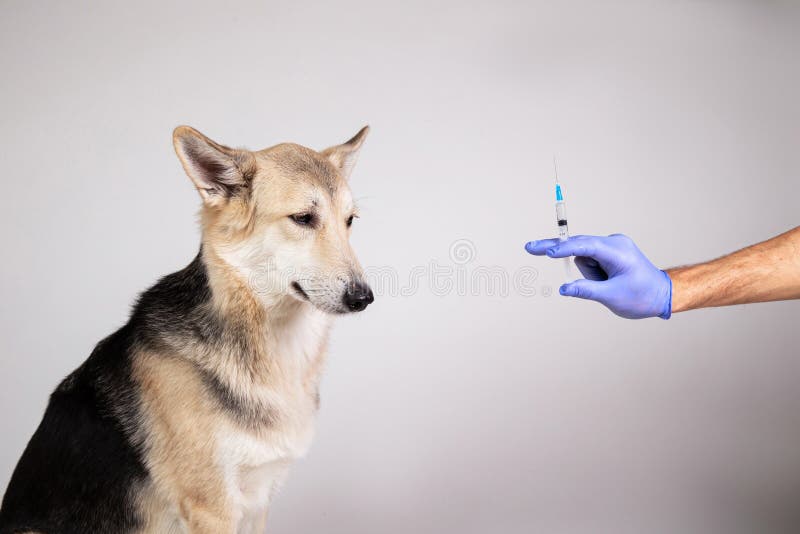 are vaccines safe for dogs