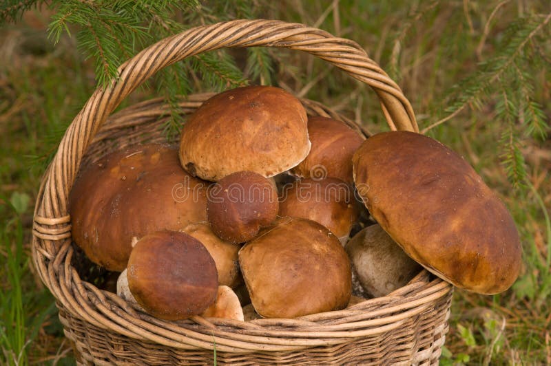 Crop of mushrooms.