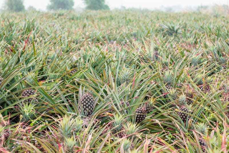 Pineapple crop stock photo. Image of product, leaves 21653830