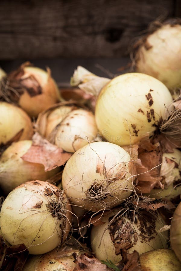 Red and Yellow Onions for Sale in Farmers Market Stock Photo Image of