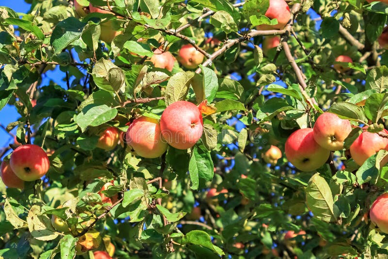 Crop of red ripe apples on an apple-tree in garden