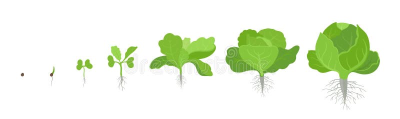 Crop stages of headed cabbage. Growing cabbage plants. Organic life cycle. Harvest growth biology. Brassica oleracea