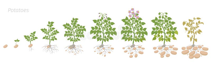 Crop Stages of Potatoes Plant. Growing Spud Plants. the Life Cycle. Harvest  Potato Growth Animation Progression. Solanum Stock Vector - Illustration of  fertilizer, flowers: 151391389