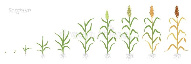 Crop stages of Sorghum. Growing Sorghum plant. Harvest growth grain. Sorghum bicolor. Vector flat Illustration