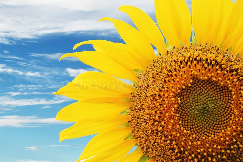 Sunflower Crop In West Texas Stock Image Image of seed, farm 194739