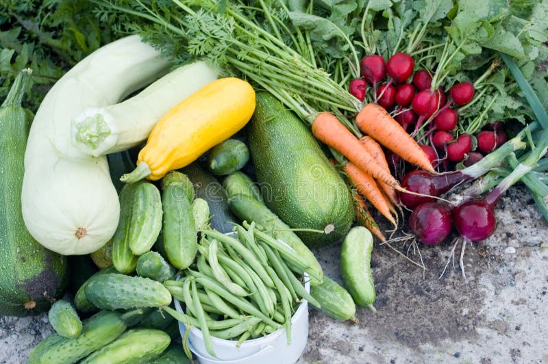 Crop of vegetables stock photo. Image of life, garden 10916886