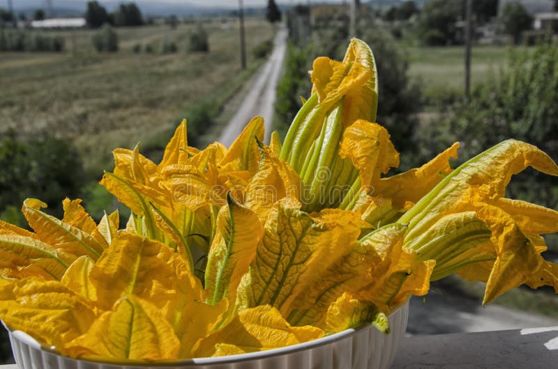 Edible Zucchini Flowers on White Background Stock Image Image of
