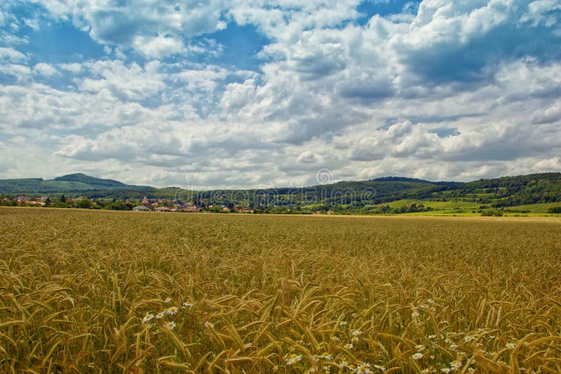 Field of Crop with Forested Mountains in Distance. Field of Crop with Forested Mountains in Distance