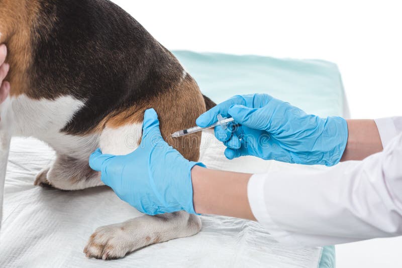 Cropped Image Of Veterinarian Doing Injection By Syringe To Dog Stock Photo Image of cute