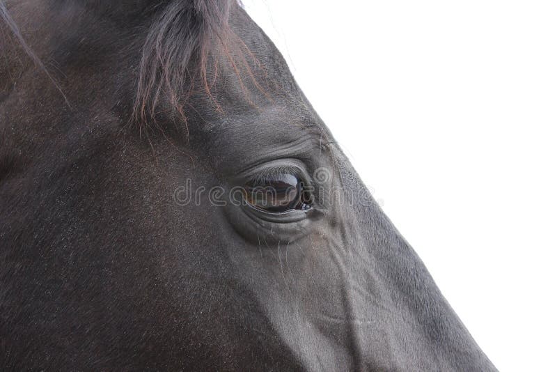 Cropped portrait of black horse, overexposed image. Close up shot - eye of black horse.