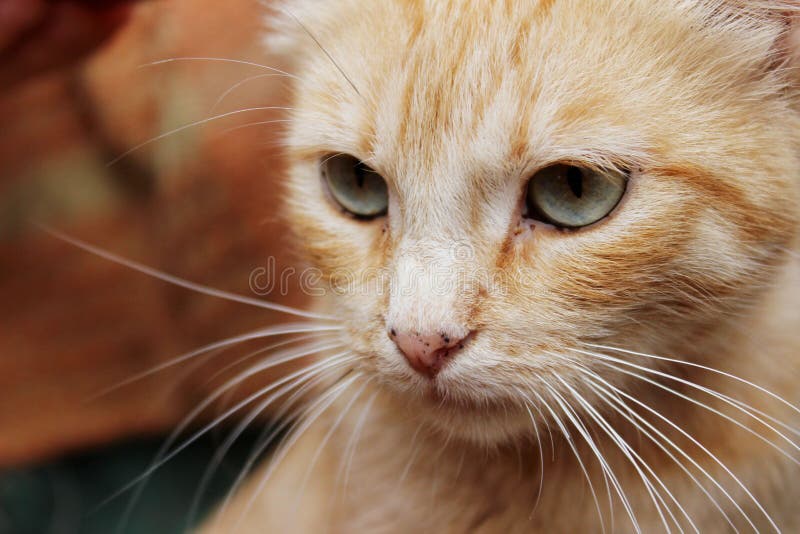 six month old red tabby cat six month old red tabby cat