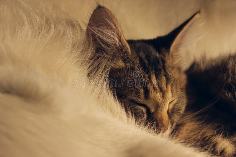 Cute Cat, Close Up. Sleeping Kitten.