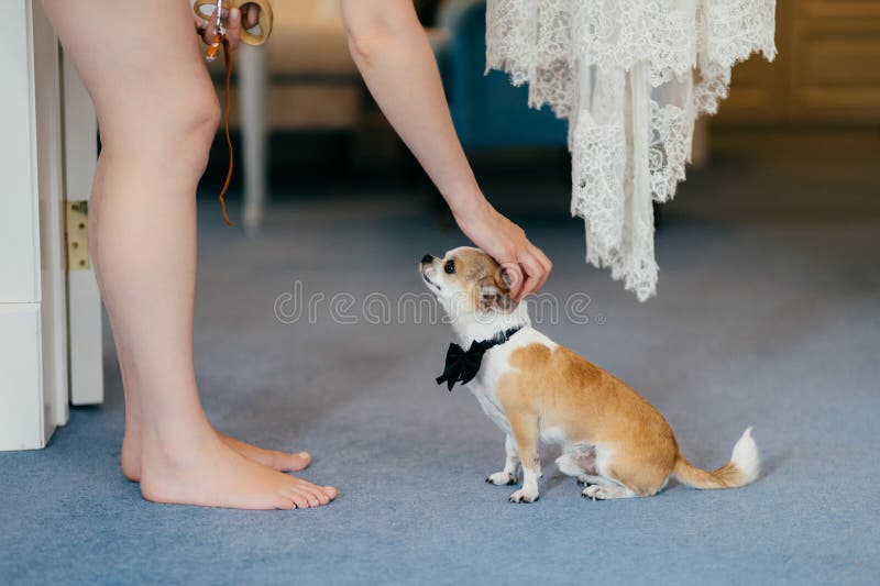 Cropped Shot of Unrecognizable Woman Pets Her Small Dog with Bowtie on Neck, Have Friendly Relationships. People, Animals Concept Stock Image - Image of people, horizontal: 138012061 Cropped Shot of Unrecognizable Woman Pets Her Small Dog with Bowtie on Neck, Have Friendly Relationships. People, Animals Concept Stock Image - Image of people, horizontal: 138012061