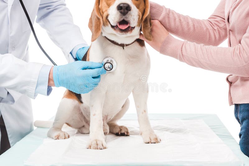 cropped shot of woman holding dog and veterinarian examining it by stethoscope isolated on white background