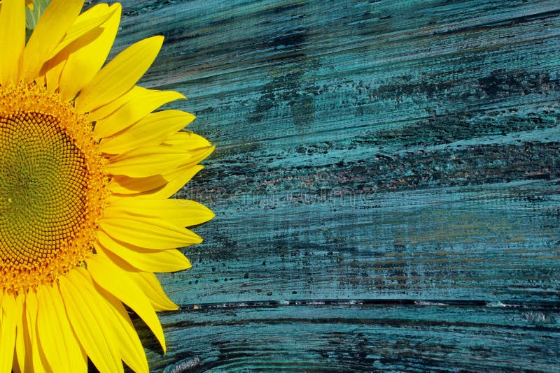 Cropped shot of yellow sunflowers on blue painted wooden background. Abstract colorful background. royalty free stock images Cropped shot of yellow sunflowers on blue painted wooden background. Abstract colorful background. royalty free stock images