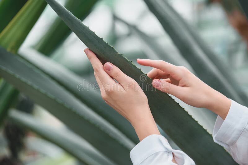 cropped view of tender female hands stock image cropped view of tender female hands stock image