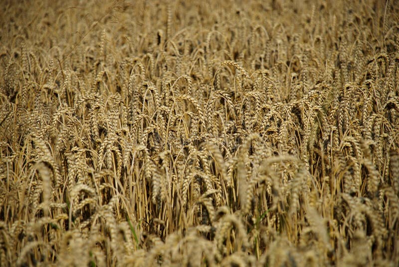 Crops field