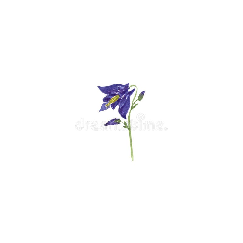 Croquis botanique d'illustration d'aquarelle de fleur bleue d'ancolie sur le fond blanc illustration de vecteur Croquis botanique d'illustration d'aquarelle de fleur bleue d'ancolie sur le fond blanc illustration de vecteur