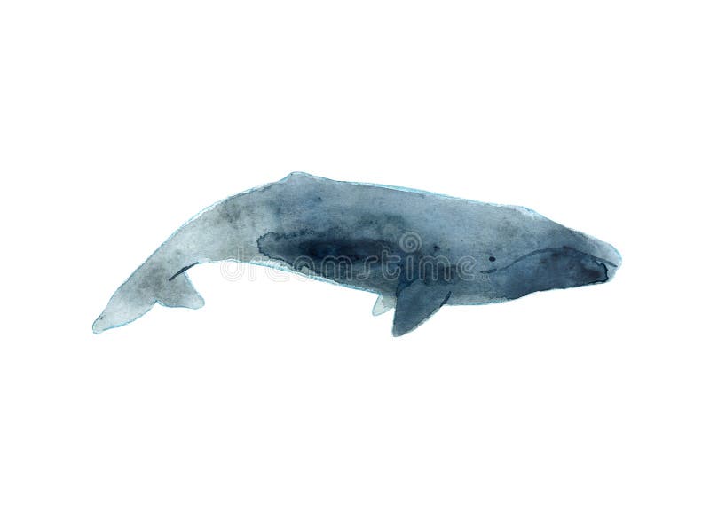 Watercolor sketch of gray whale. Illustration isolated on white background. Watercolor sketch of gray whale. Illustration isolated on white background.