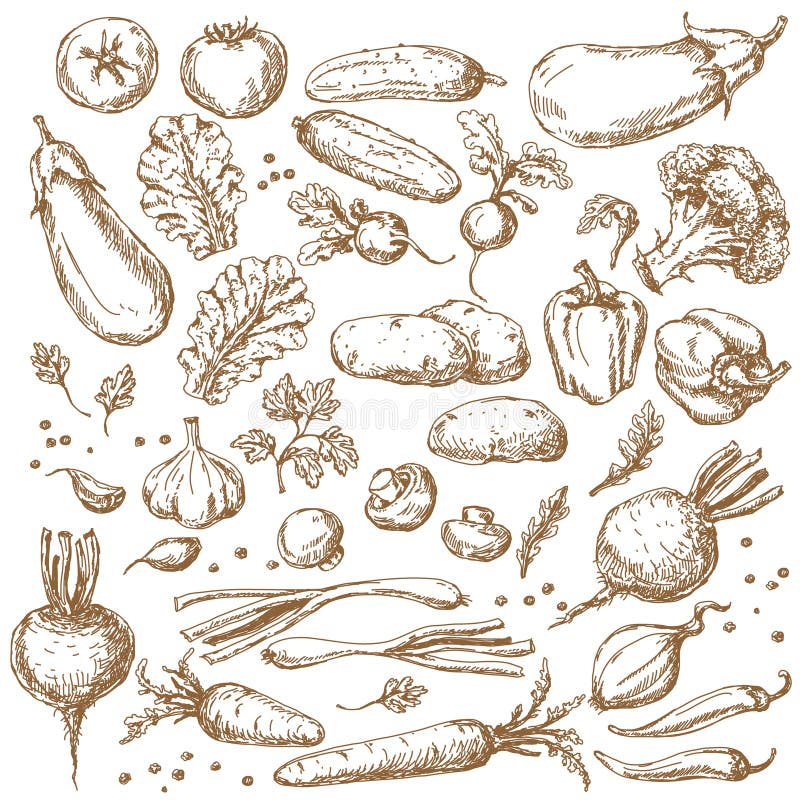Croquis d'ensemble de légumes illustration stock Croquis d'ensemble de légumes illustration stock