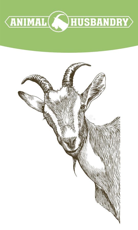 Sketch of goat drawn by hand on a white background. livestock. animal grazing. Sketch of goat drawn by hand on a white background. livestock. animal grazing