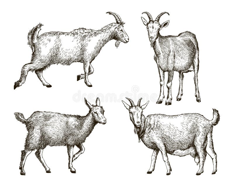 Sketch of goat drawn by hand on a white background. livestock. animal grazing. Sketch of goat drawn by hand on a white background. livestock. animal grazing