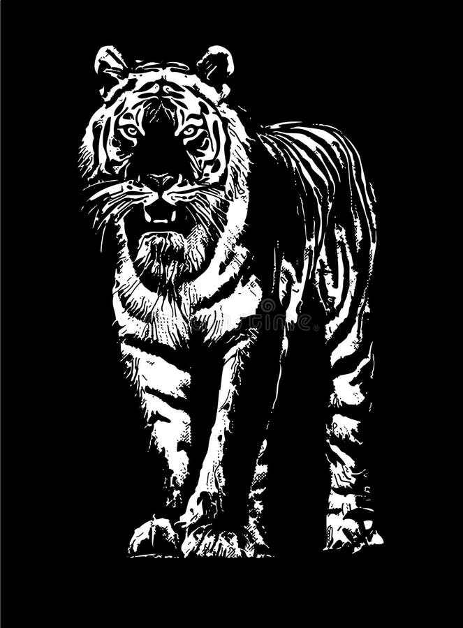 Croquis de dessin de tigre illustration libre de droits Croquis de dessin de tigre illustration libre de droits