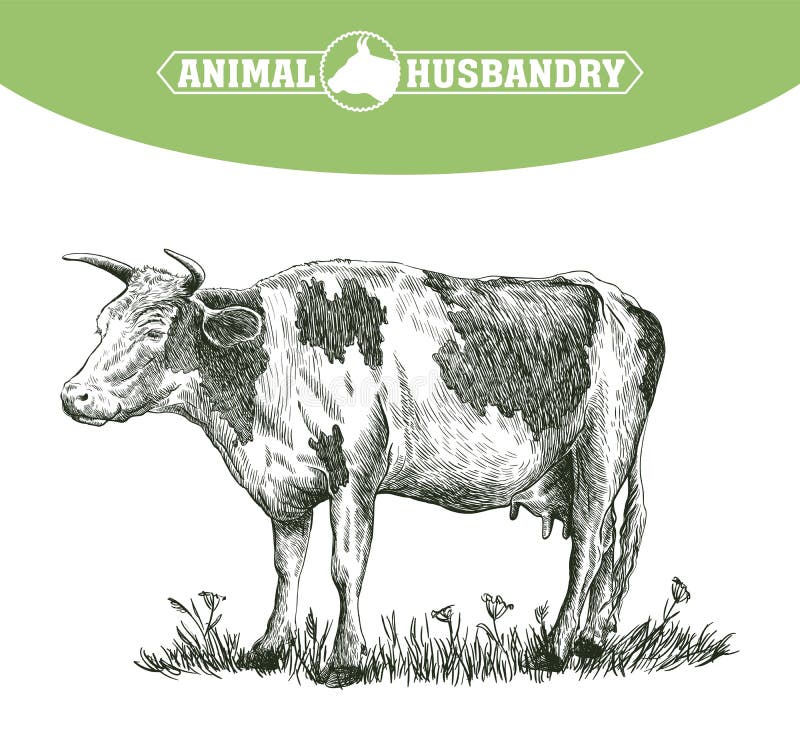 Sketch of cow drawn by hand on a white background. livestock. cattle. animal grazing. Sketch of cow drawn by hand on a white background. livestock. cattle. animal grazing