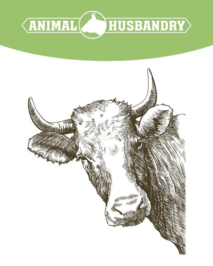 Sketch of cow drawn by hand on a white background. livestock. cattle. animal grazing. Sketch of cow drawn by hand on a white background. livestock. cattle. animal grazing